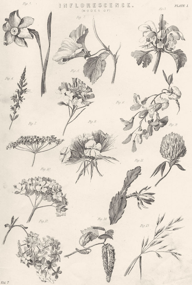 FLOWERS. Inflorescence (1)  1880 old antique vintage print picture